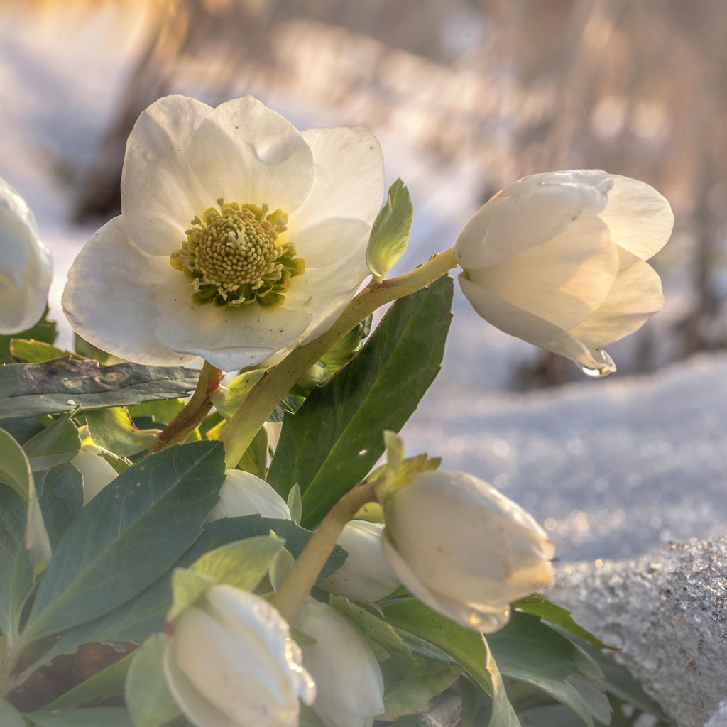 Kerstroos - Helleborus niger