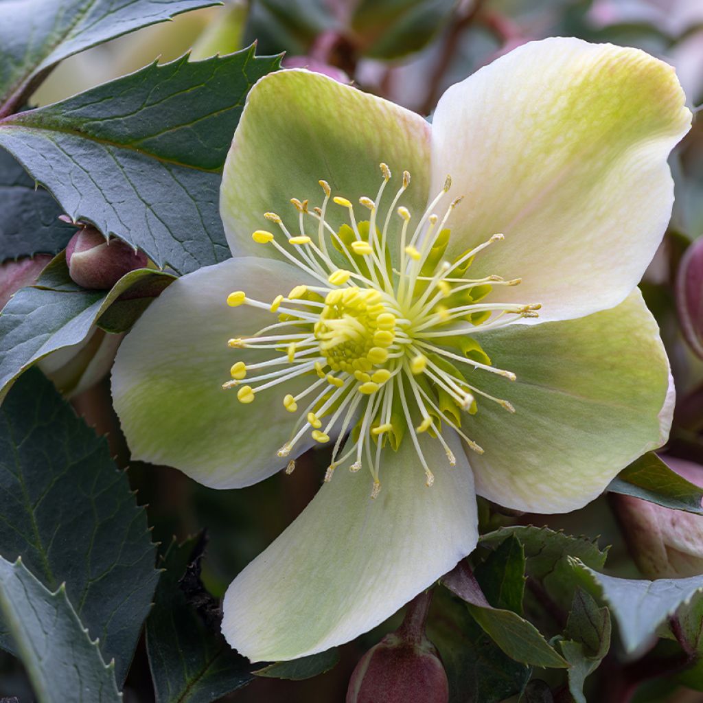 Kerstroos - Helleborus niger