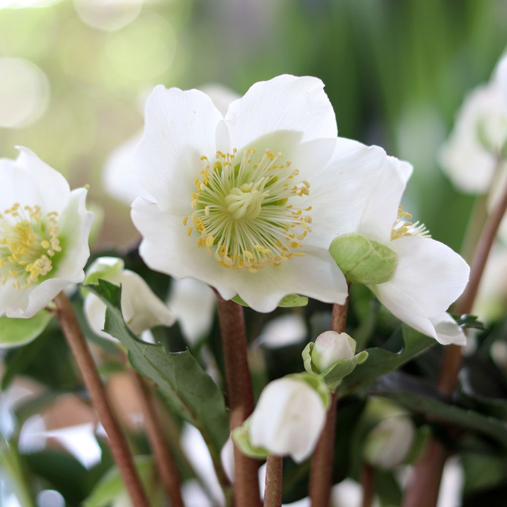 Kerstroos - Helleborus niger