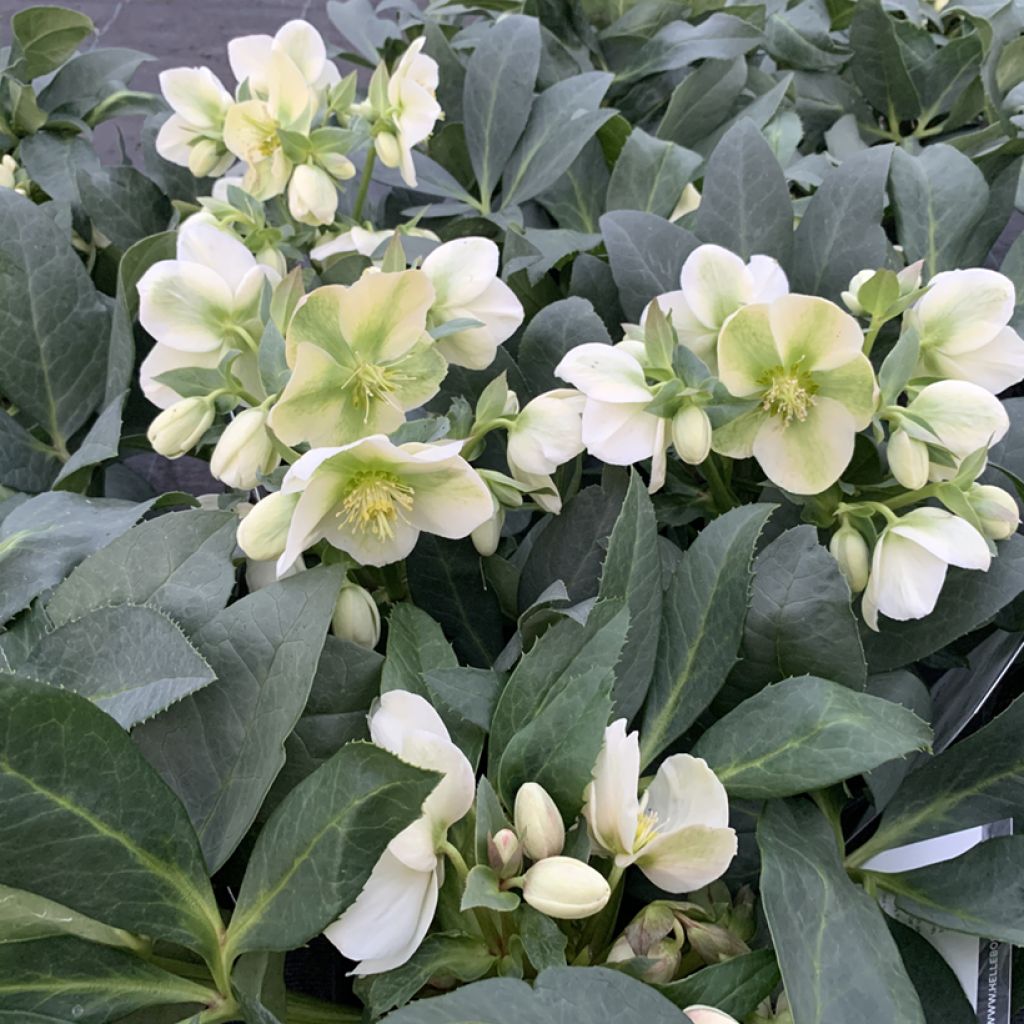 Helleborus ericsmithii Sid Ice - nieskruid