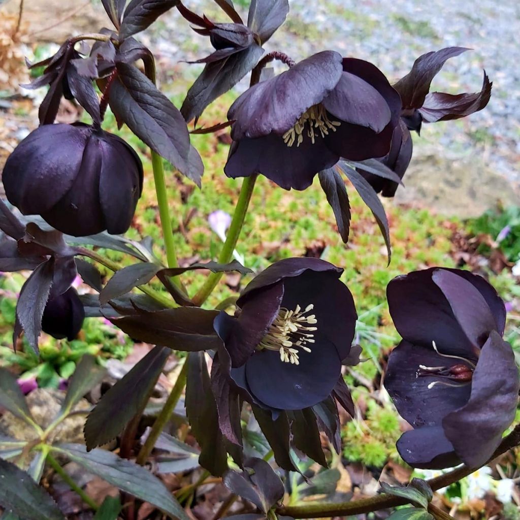 Helleborus Black Chocolate - Lenteroos donker-chocolade kleurig