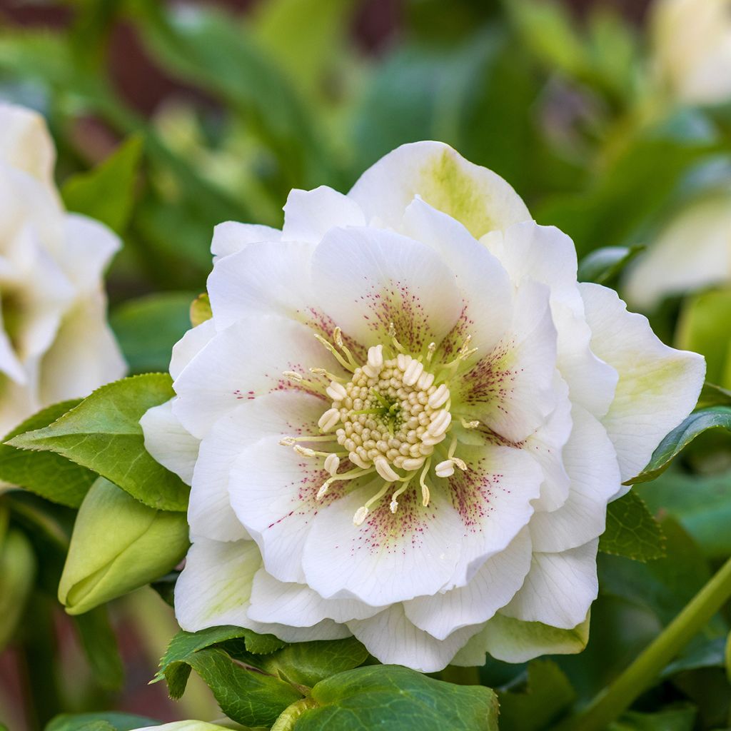 Helleborus Double White Spotted - lenteroos dubbel wit gevlekt