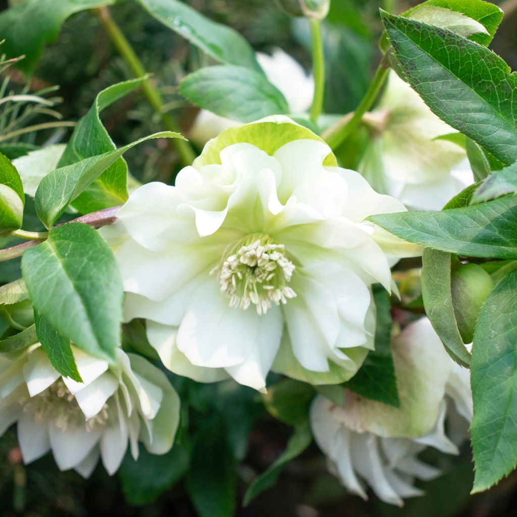 Helleborus Double White Spotted - lenteroos dubbel wit gevlekt