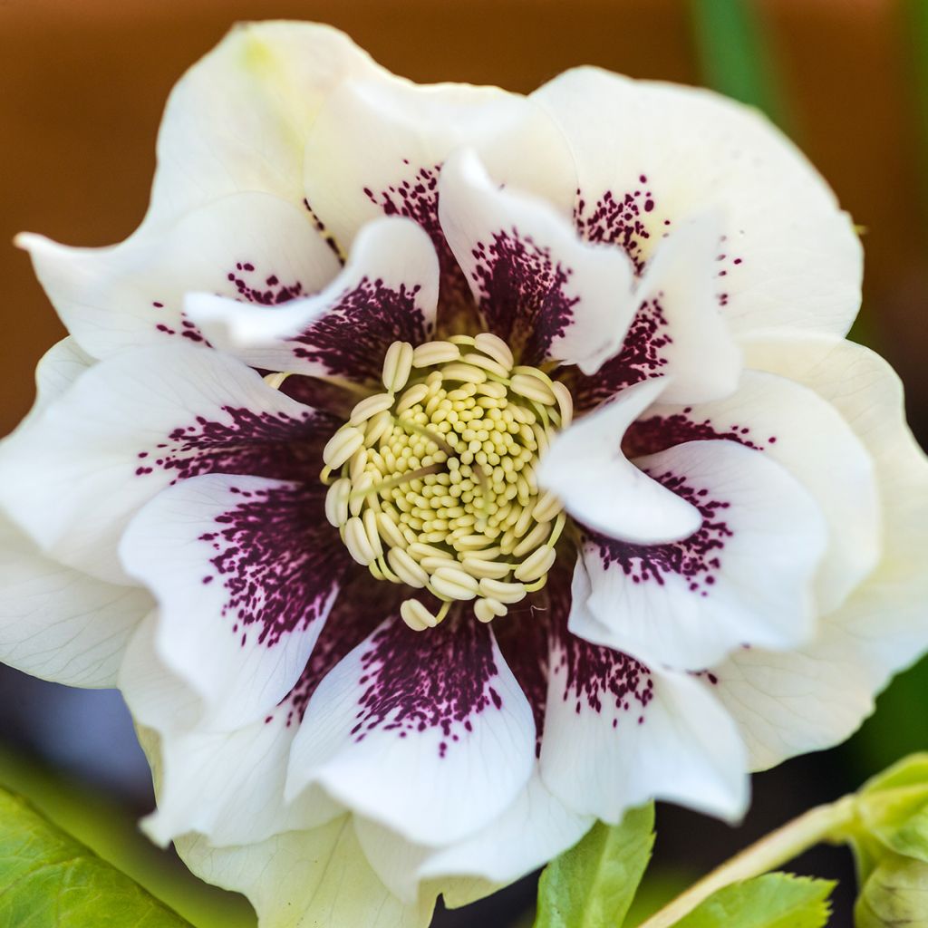 Helleborus Double White Spotted - lenteroos dubbel wit gevlekt