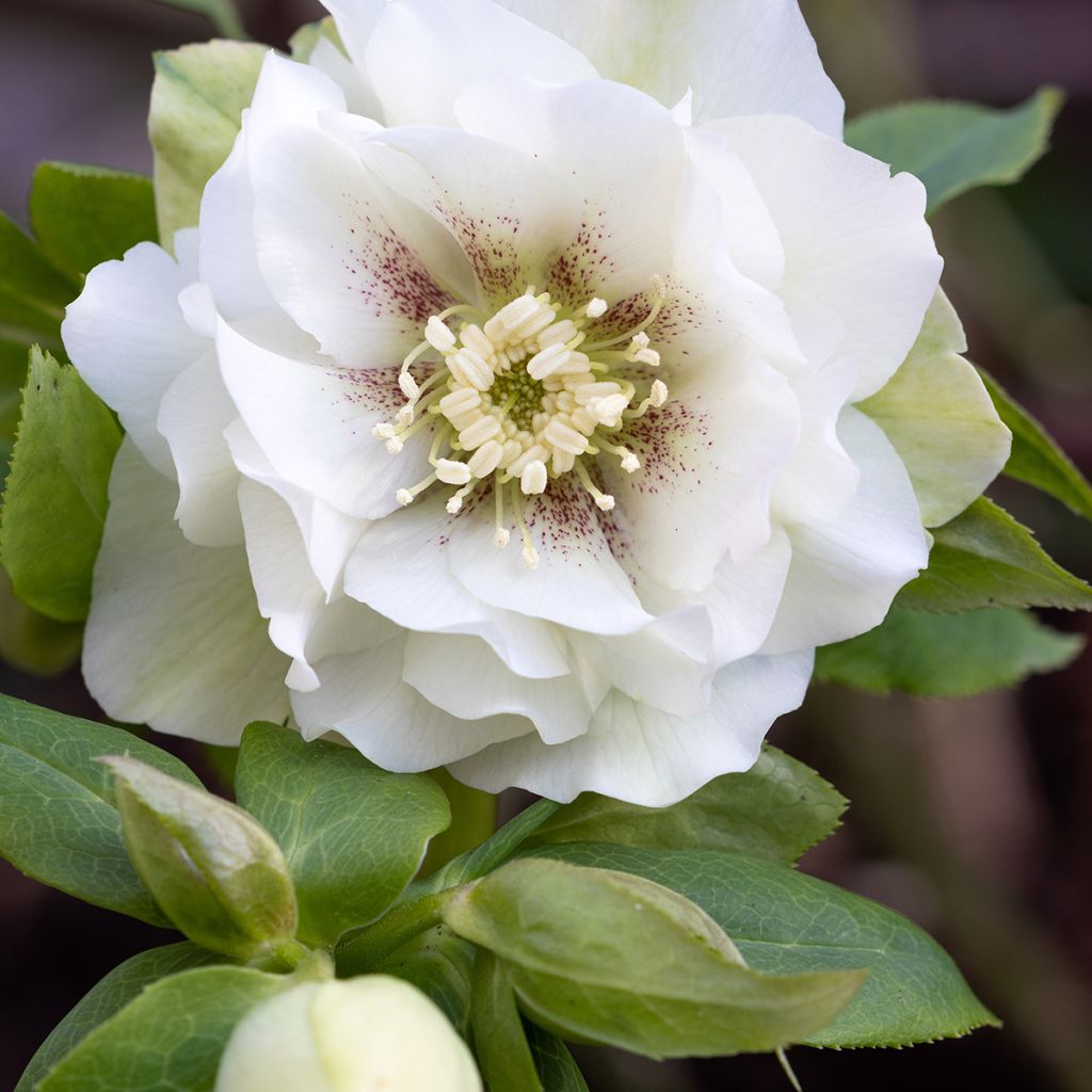 Helleborus Double White Spotted - lenteroos dubbel wit gevlekt