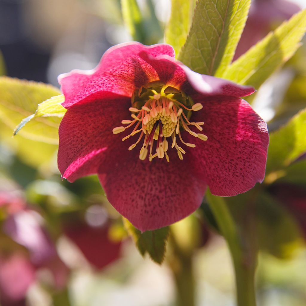 Helleborus Red - Lenteroos
