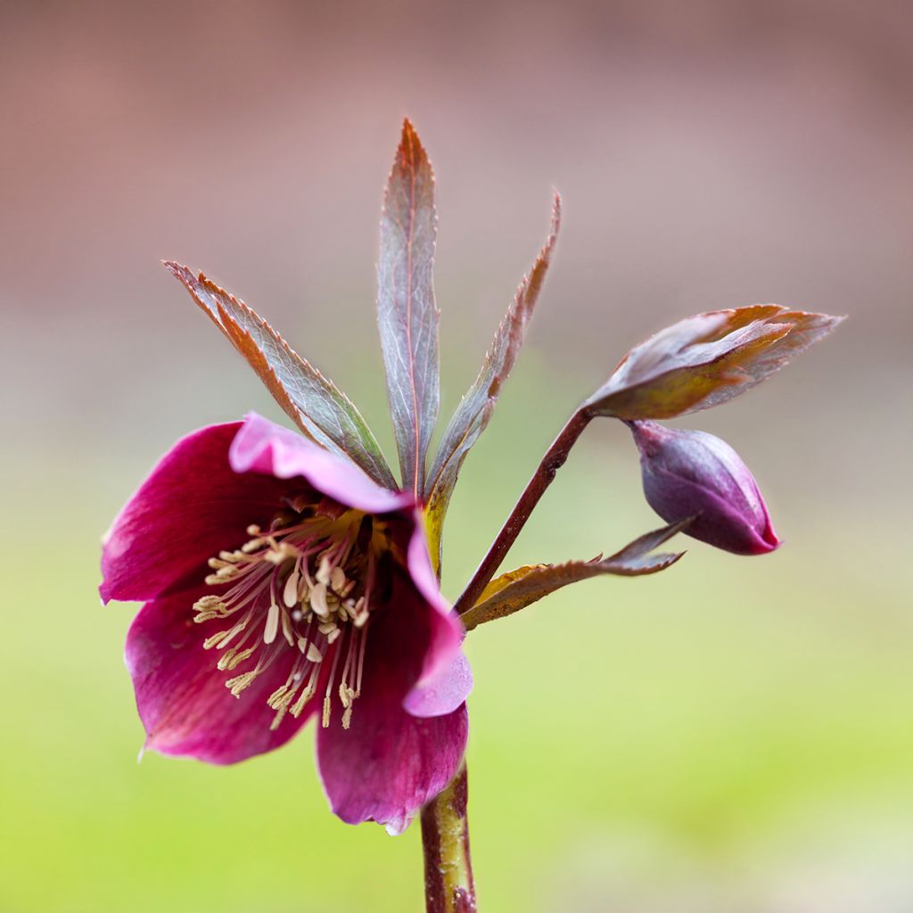 Helleborus purpurascens - nieskruid