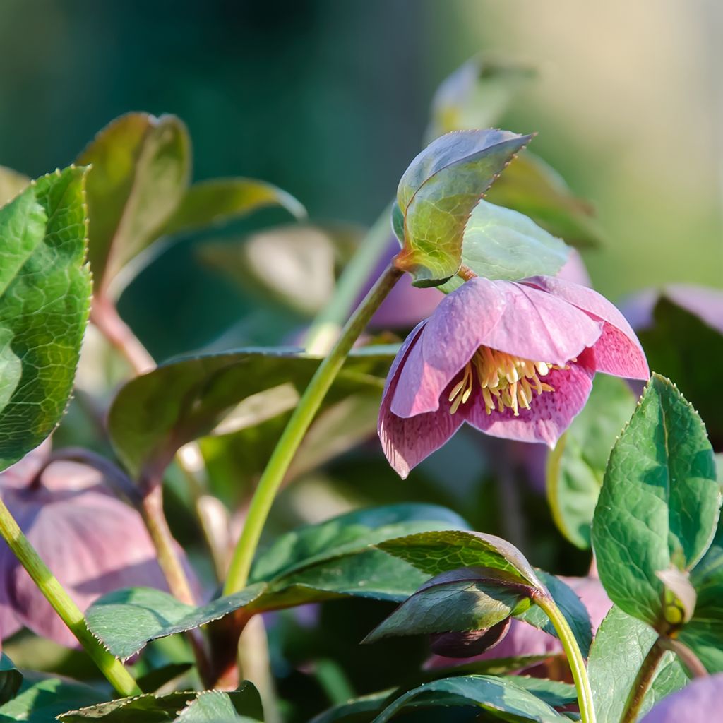 Helleborus purpurascens - nieskruid