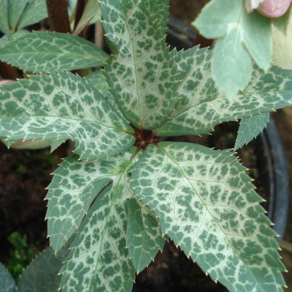 Helleborus ericsmithii Magic Leaves - nieskruid