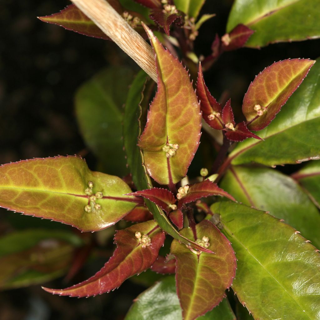 Helwingia chinensis (mannelijk) - Chinees helwingia