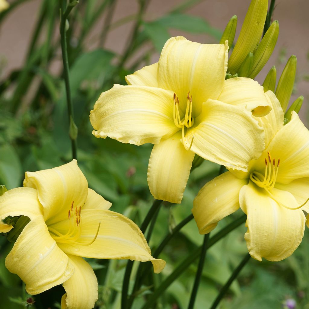 Hemerocallis Alice in Wonderland - Daglelie