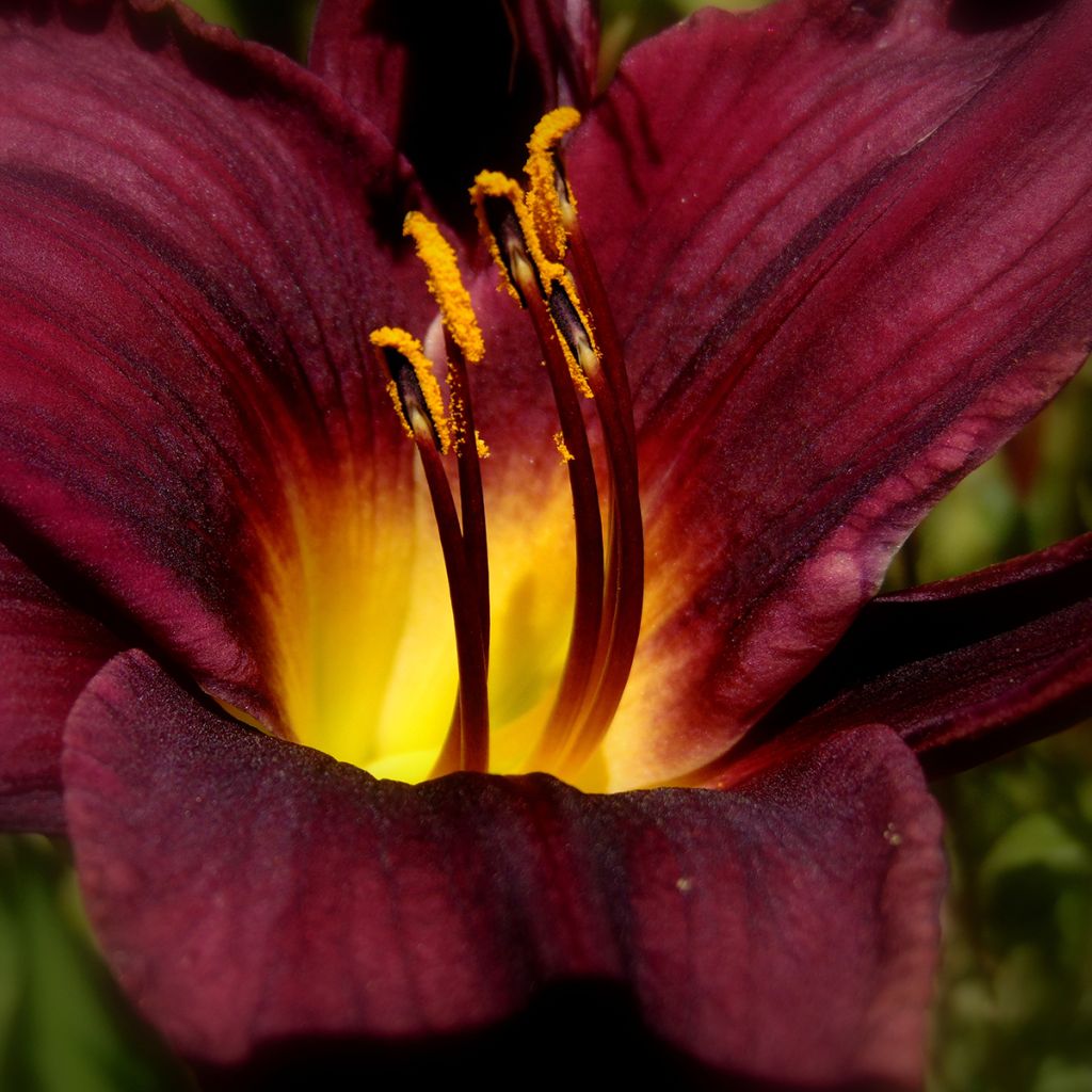 Hemerocallis American Revolution - Daglelie