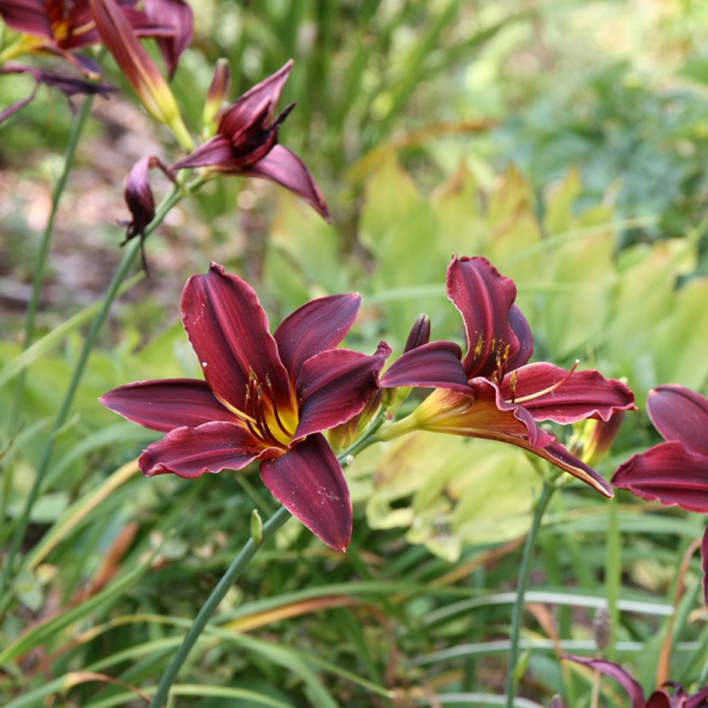 Hemerocallis American Revolution - Daglelie