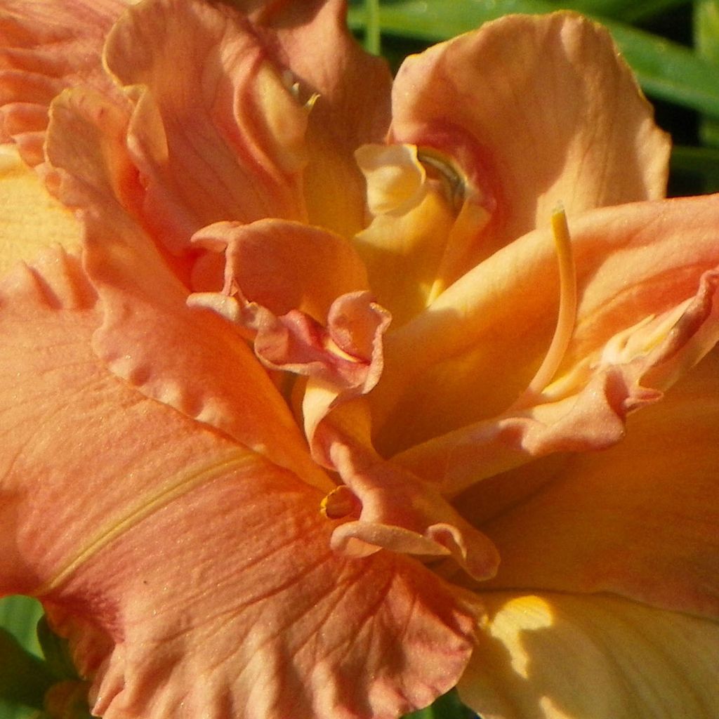 Hémérocalle Angelic Grin - Lis d'un Jour