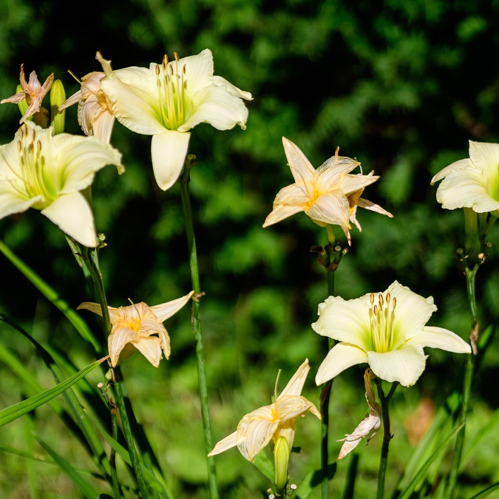 Hemerocallis Arctic Snow - Daglelie