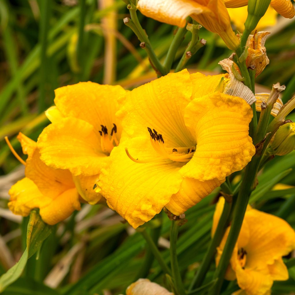Hemerocallis Bakabana - Daglelie