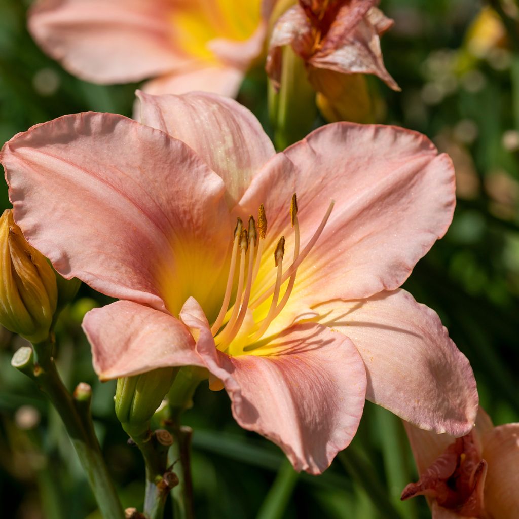 Hemerocallis Barbara Mitchell - Daglelie