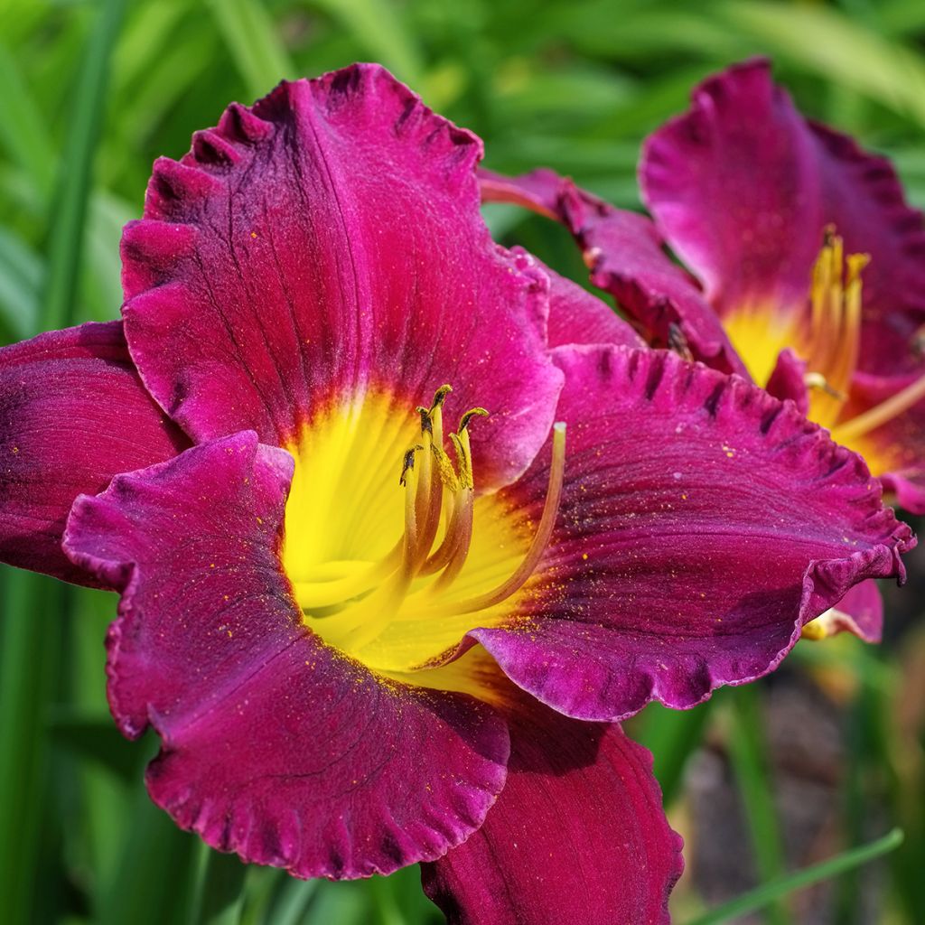 Hemerocallis Bela Lugosi - Daglelie