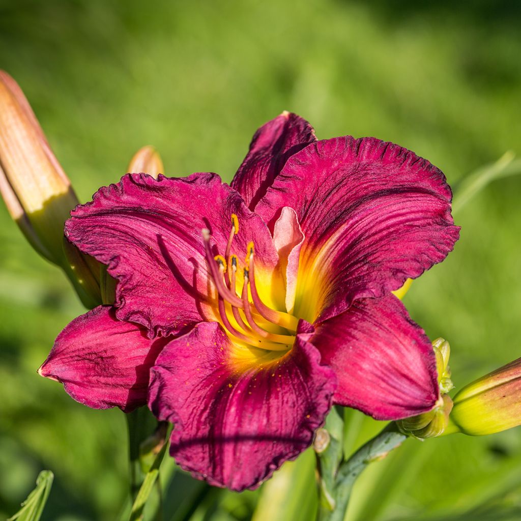Hemerocallis Bela Lugosi - Daglelie