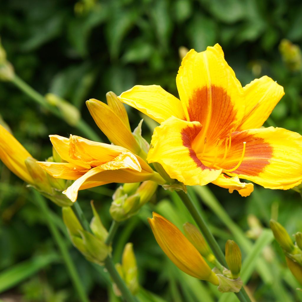 Hemerocallis Black Eyed Susan - Daglelie