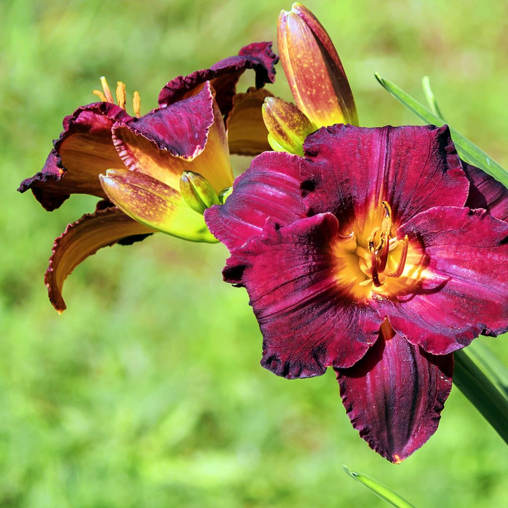 Hemerocallis Black Stockings - Daglelie