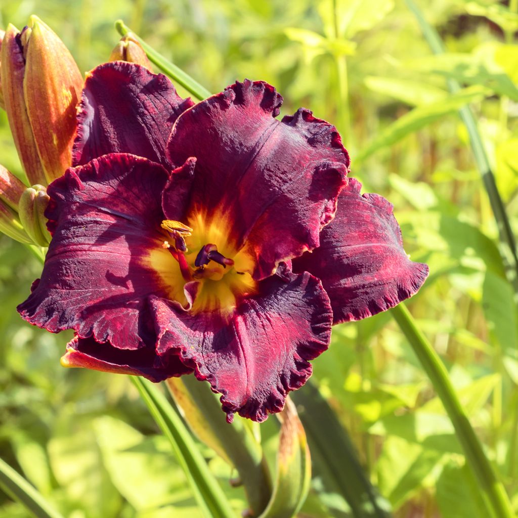 Hemerocallis Black Stockings - Daglelie