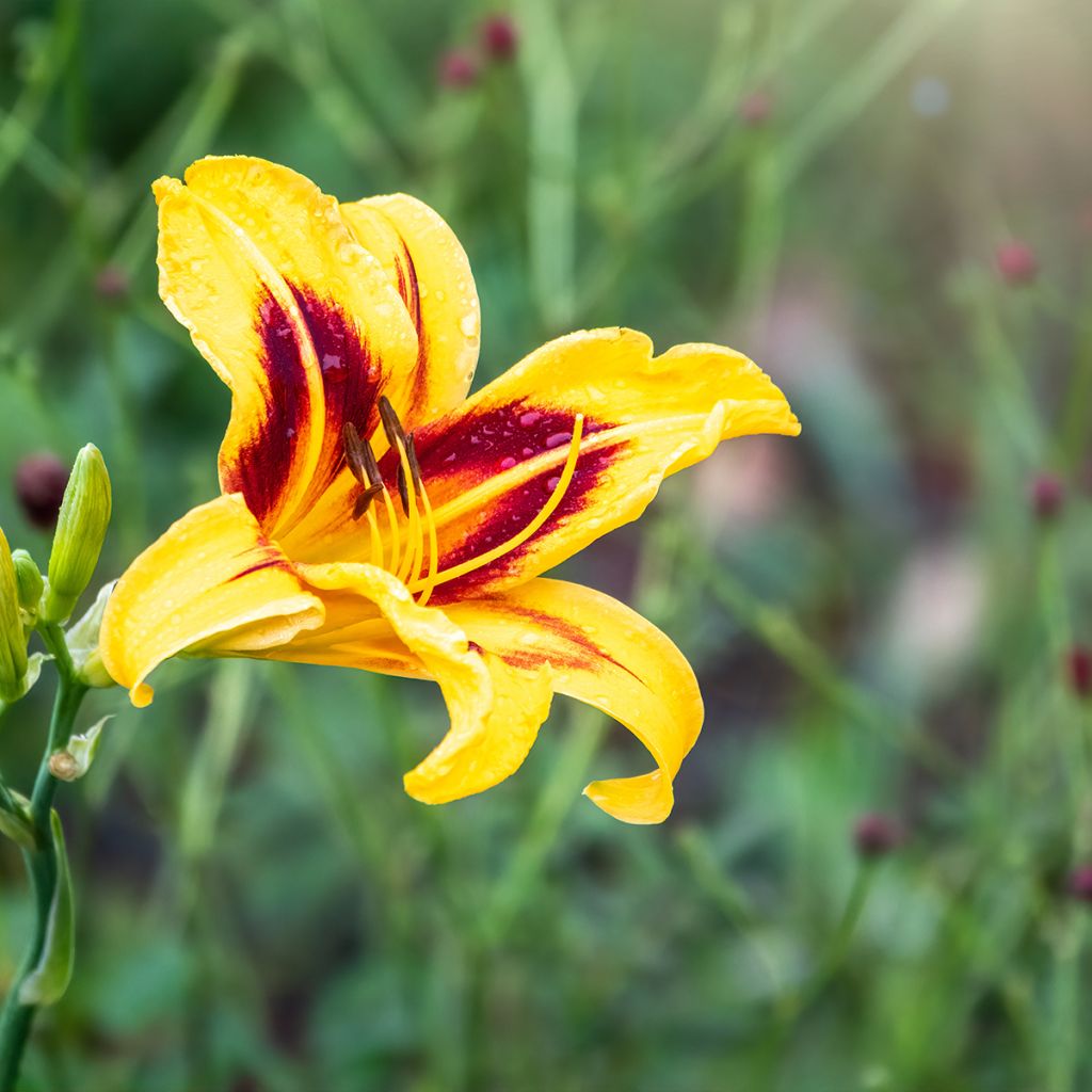 Hemerocallis Bonanza - Daglelie