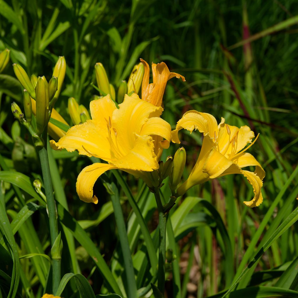Hemerocallis Cartwheels - Daglelie