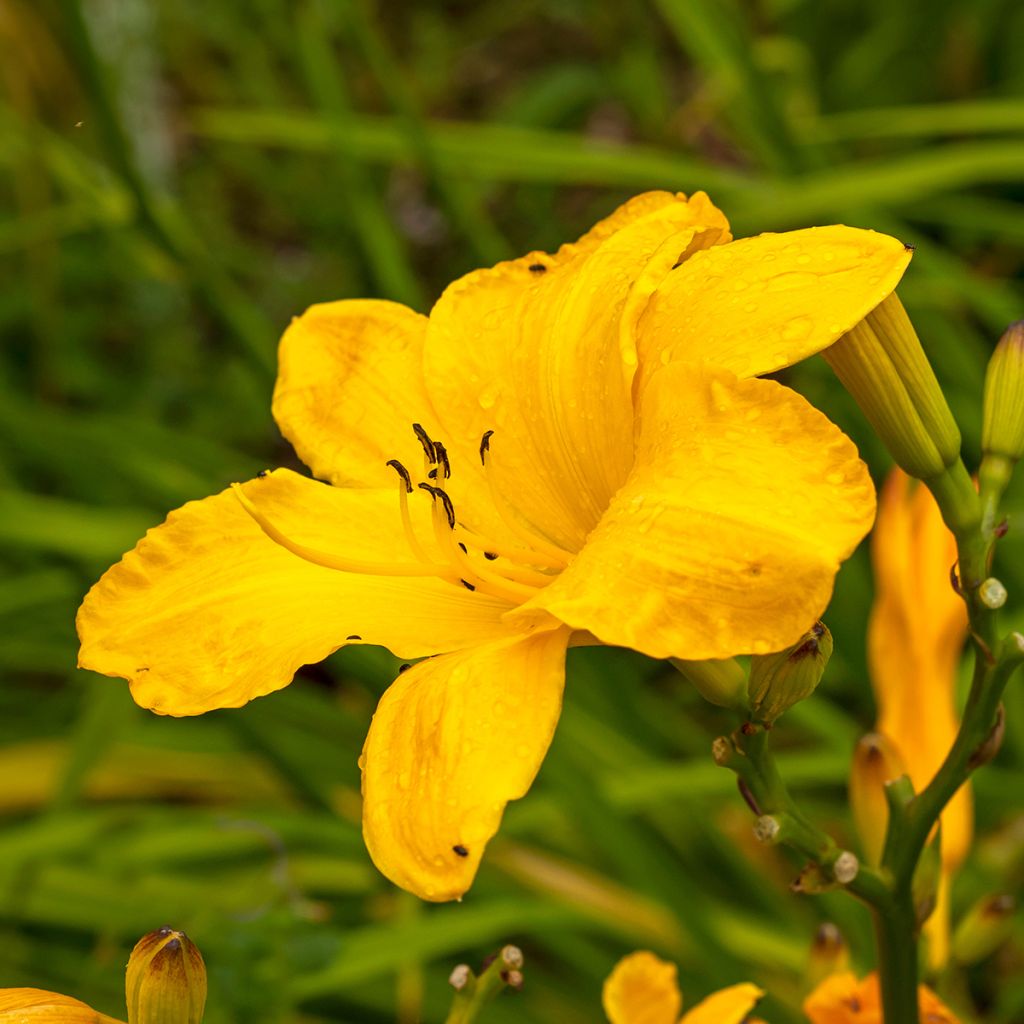 Hemerocallis Cartwheels - Daglelie