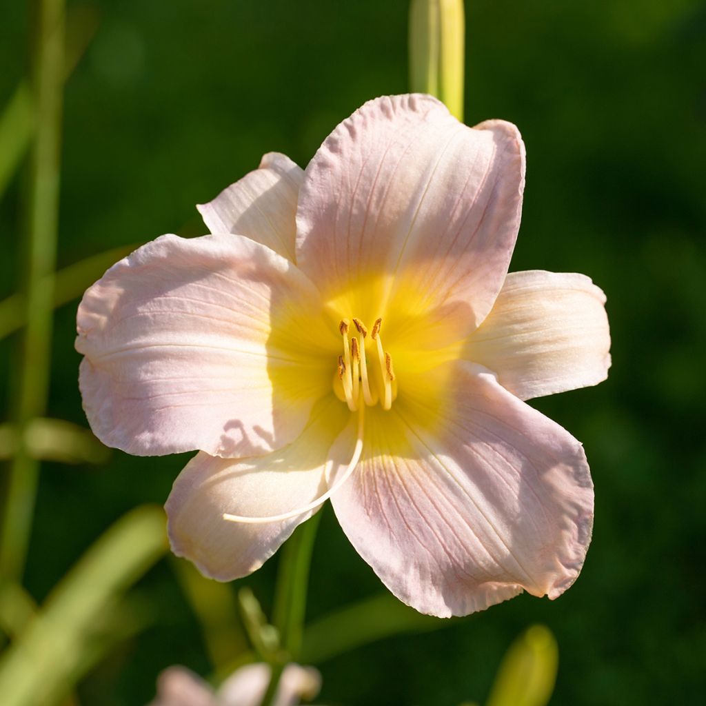Hemerocallis Catherine Woodbury - Daglelie