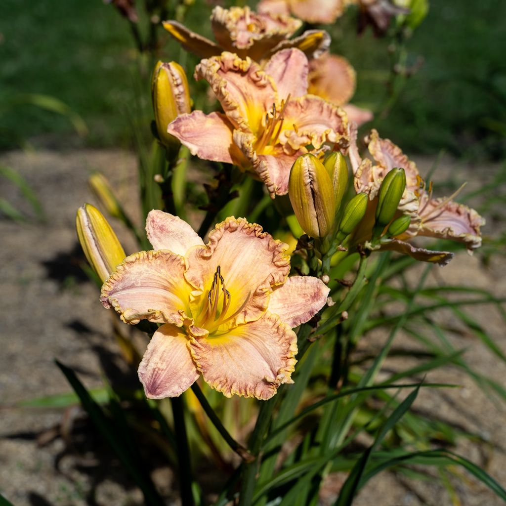 Hemerocallis Clothed in Glory - Daglelie