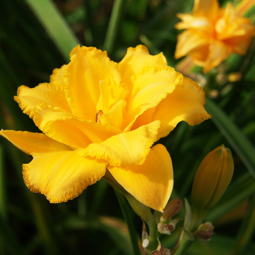 Hemerocallis Condilla - Daglelie