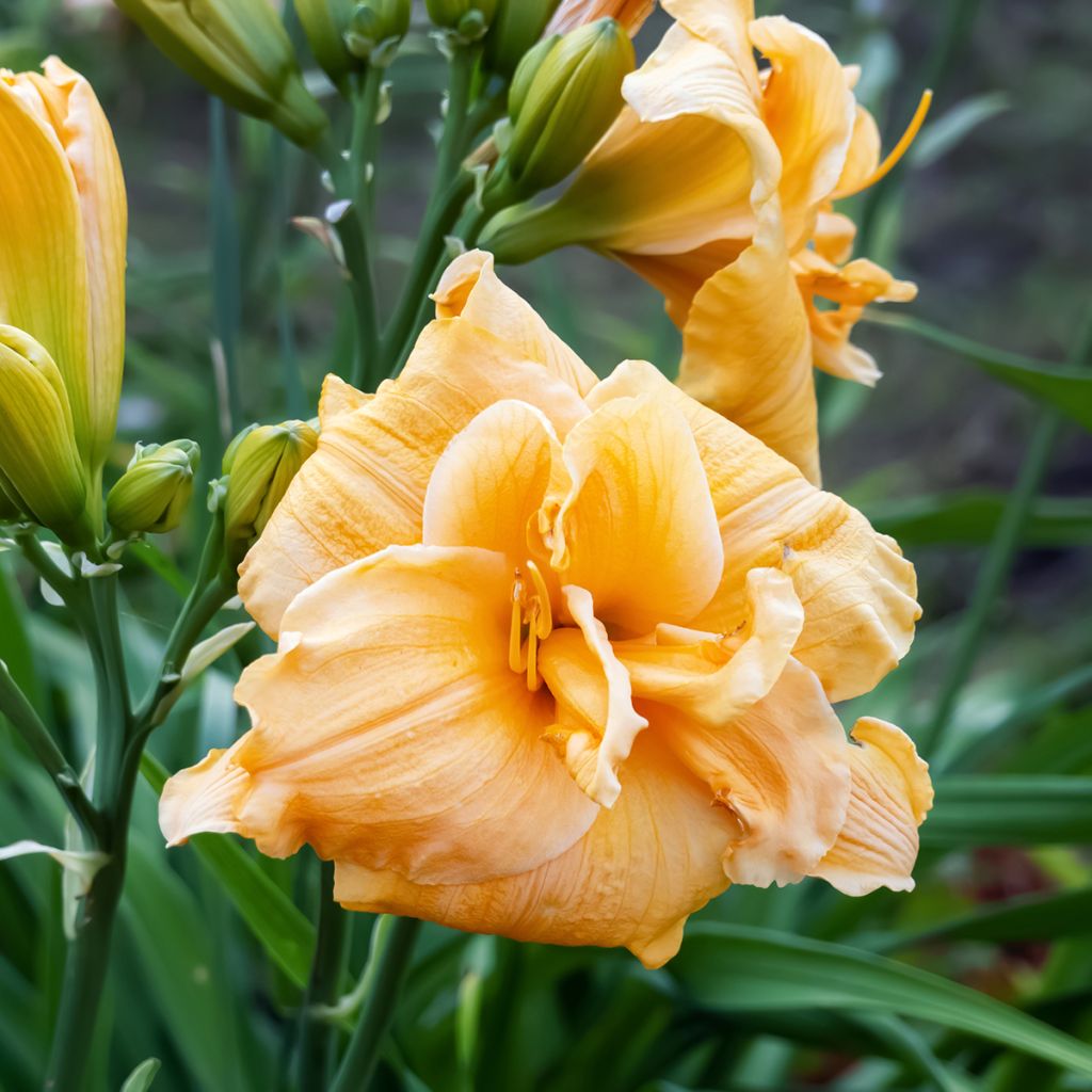 Hemerocallis Condilla - Daglelie