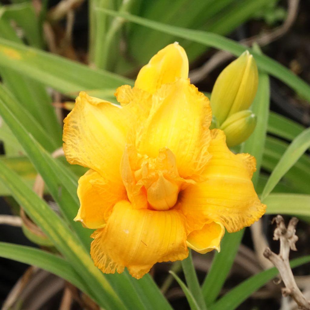 Hemerocallis Condilla - Daglelie
