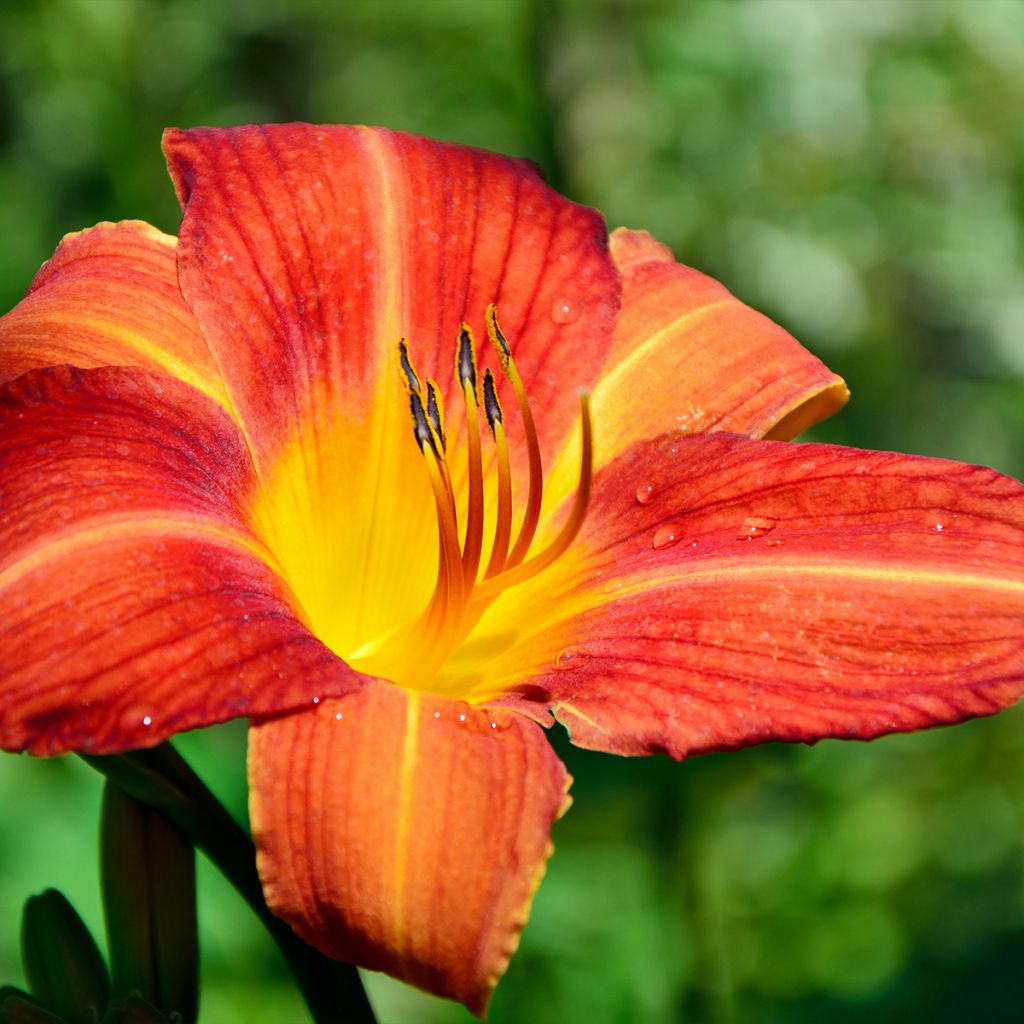 Hémérocalle Crackling Rosie - Lis d'un Jour