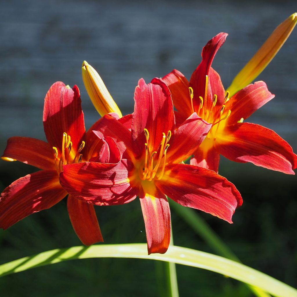 Hemerocallis Crimson Pirate - Daglelie