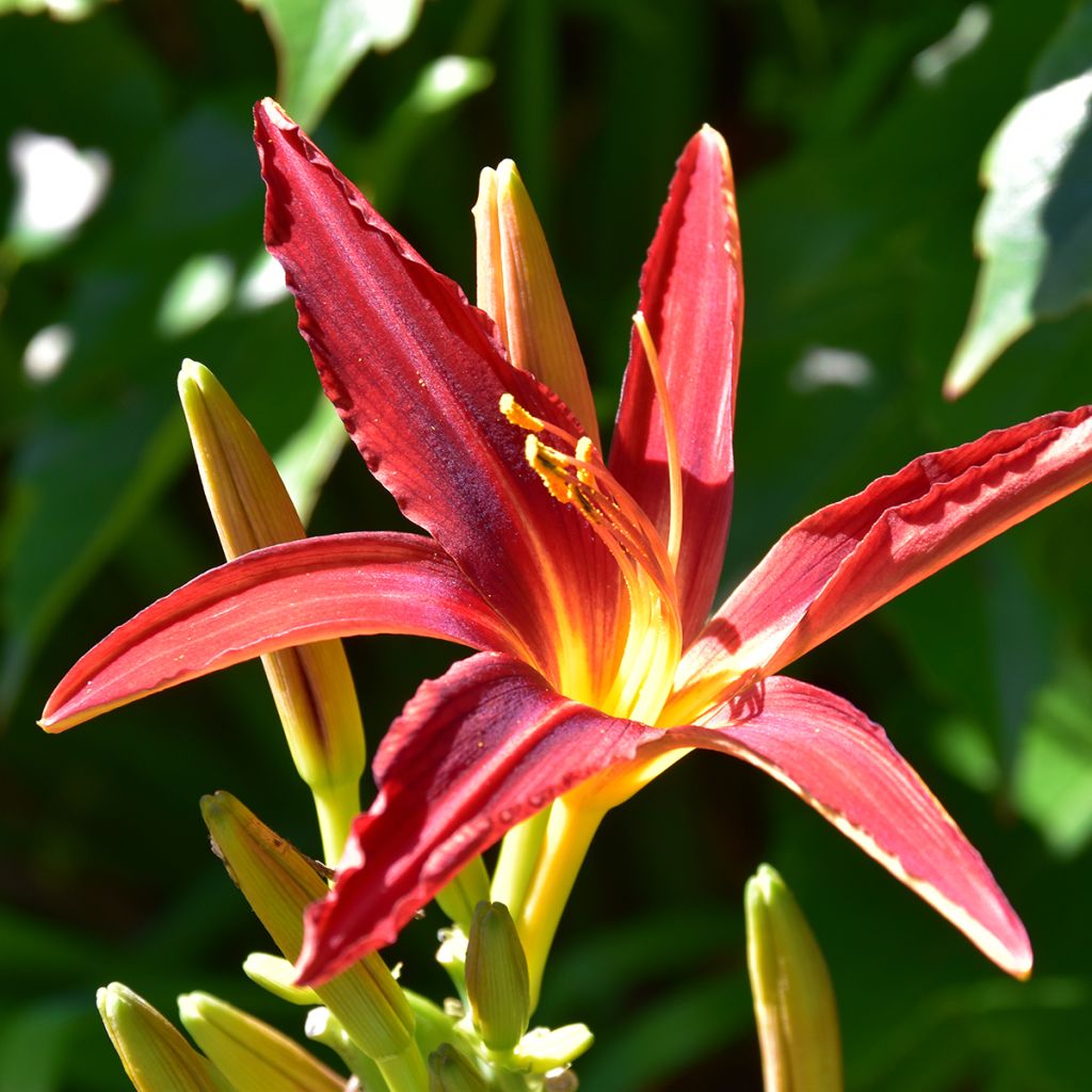 Hemerocallis Crimson Pirate - Daglelie
