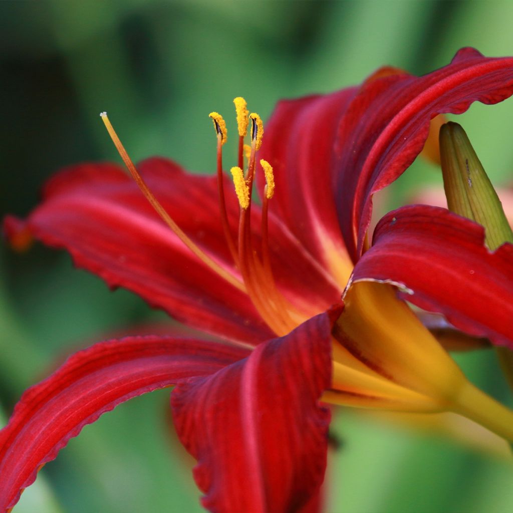 Hemerocallis Crimson Pirate - Daglelie