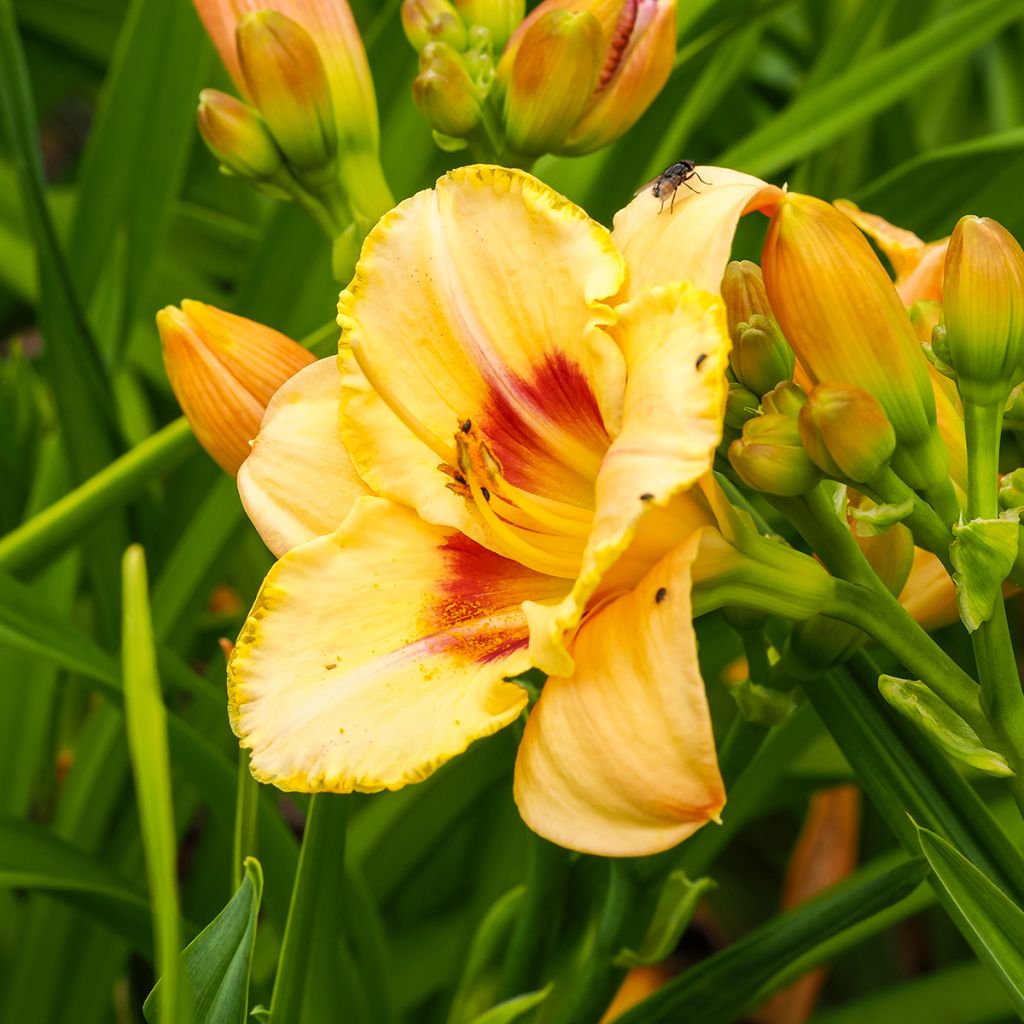 Hemerocallis Custard Candy - Daglelie
