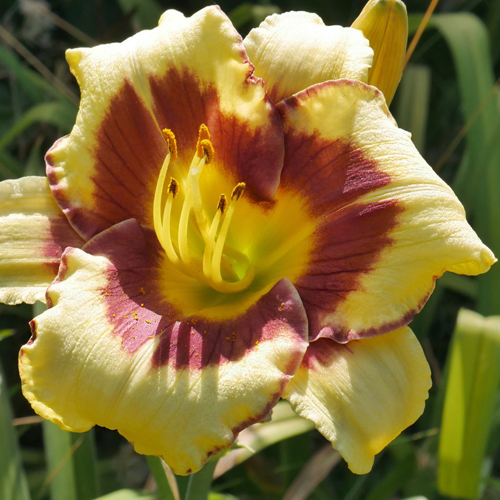 Hemerocallis El Desperado - Daglelie