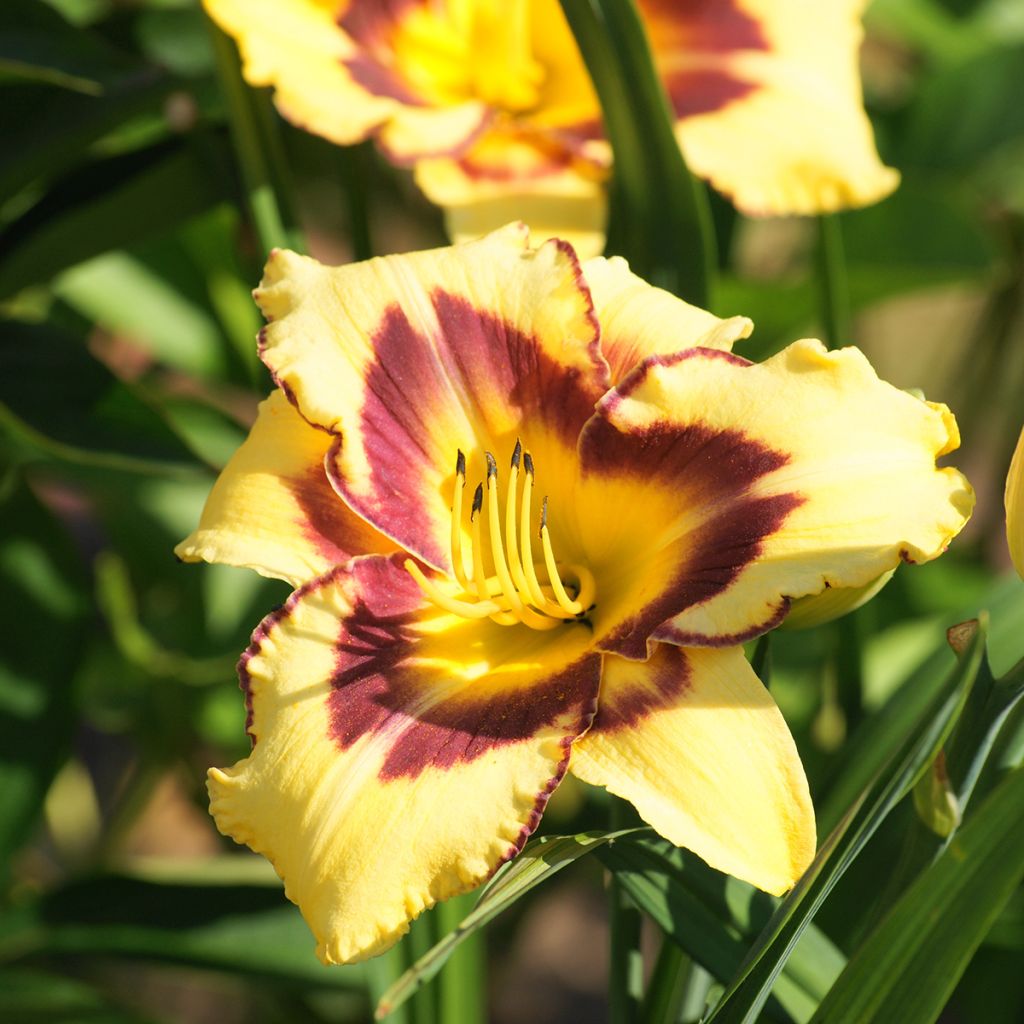 Hemerocallis El Desperado - Daglelie