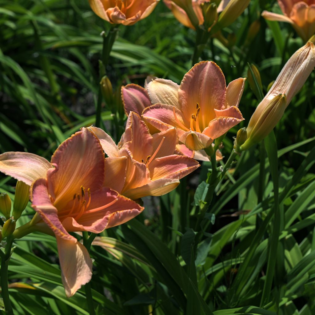 Hemerocallis Everydaylily Cerise - Daglelie