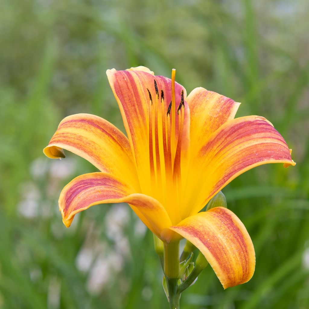 Hemerocallis Everydaylily Red Ribs - Daglelie
