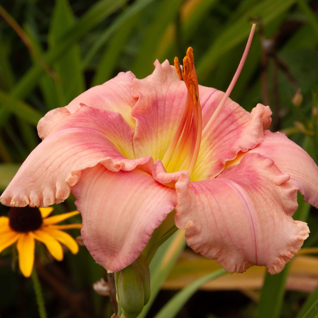 Hemerocallis Eyed Beauty - Daglelie