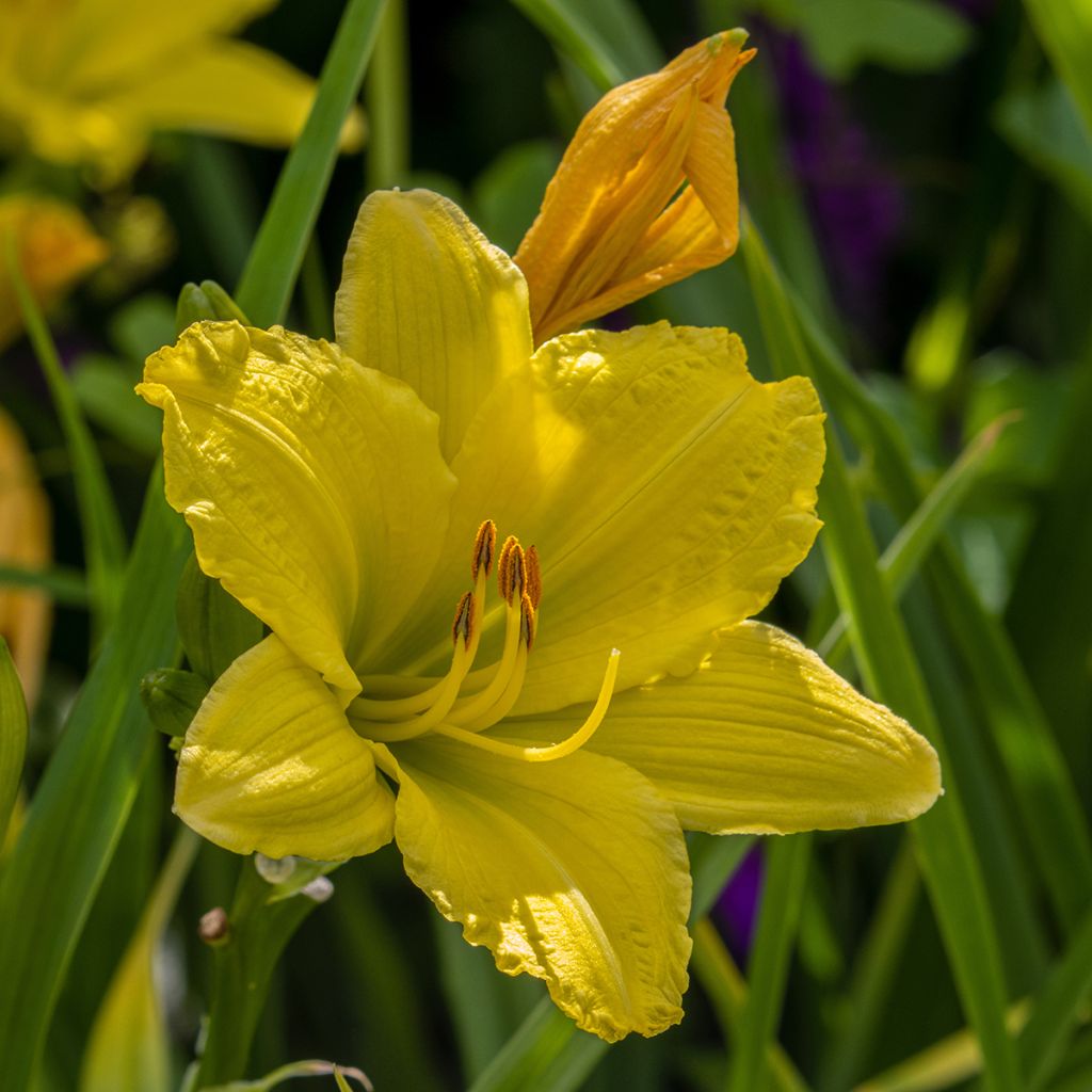 Hemerocallis Green Flutter - Daglelie