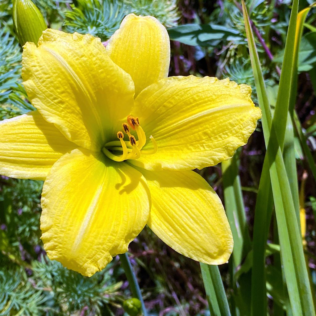 Hemerocallis Green Flutter - Daglelie