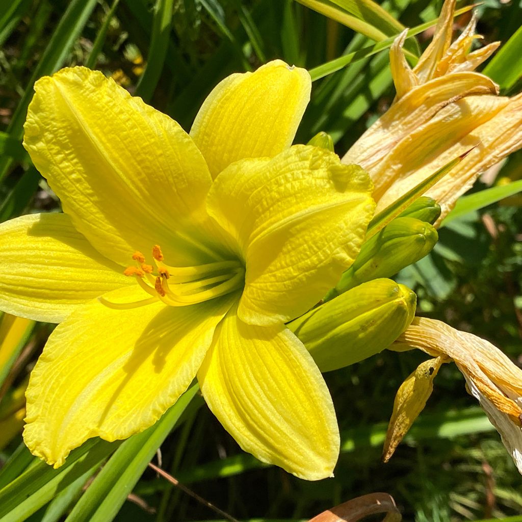 Hemerocallis Green Flutter - Daglelie