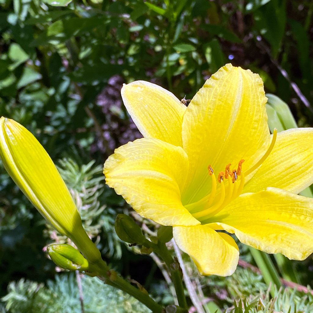 Hemerocallis Green Flutter - Daglelie