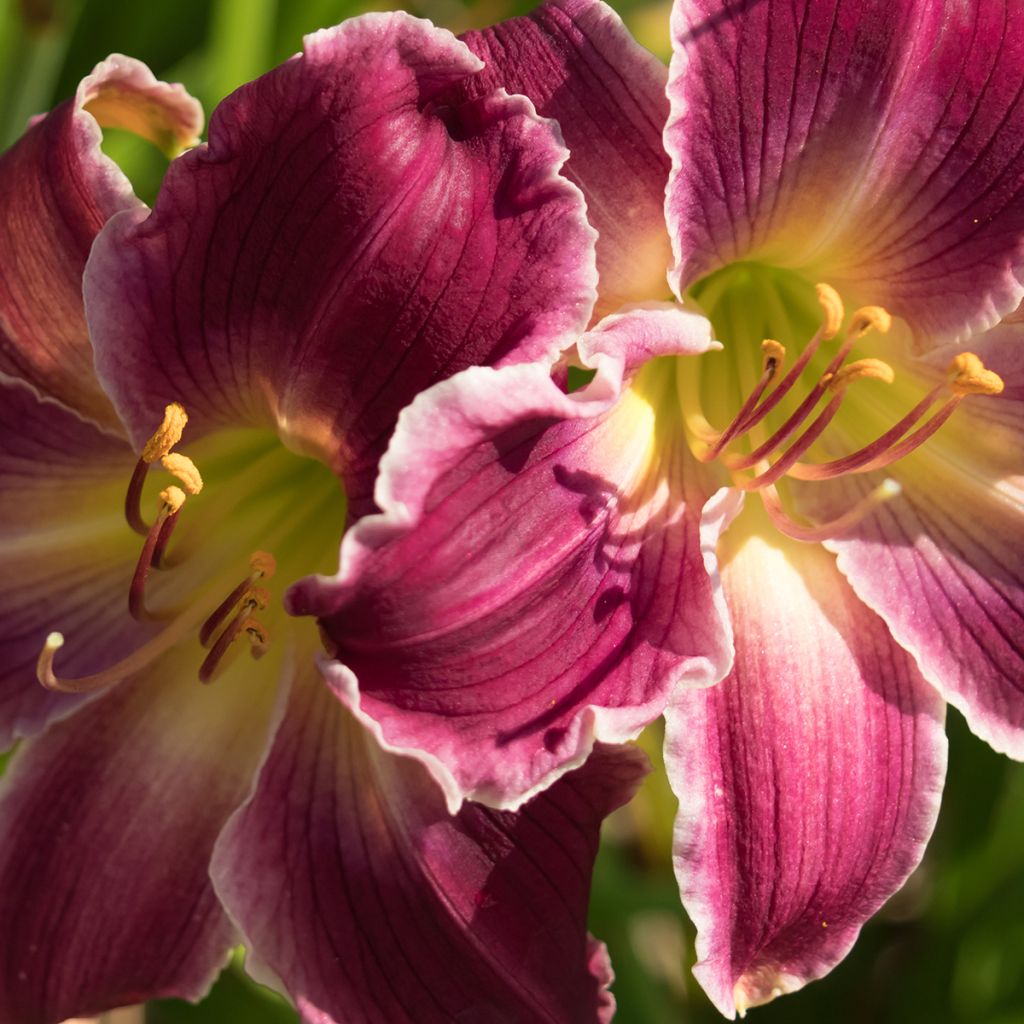 Hemerocallis Indian Giver - Daglelie