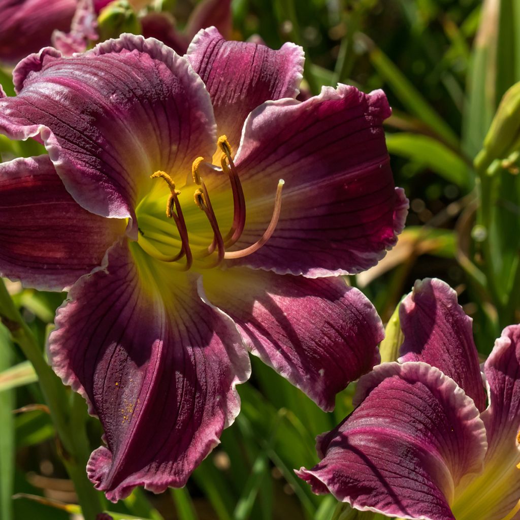 Hemerocallis Indian Giver - Daglelie